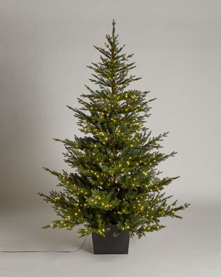 Predsvietený vianočný stromček v kvetináči Cotswold, 7 stôp