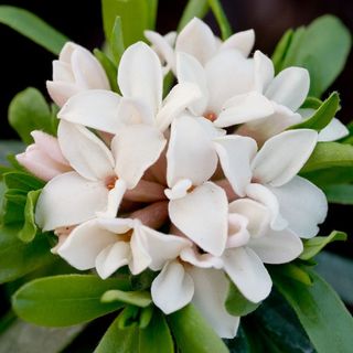 Daphne × transatlantica Eternal Fragrance („Blafra”)