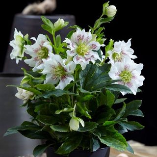 Rastlina Helleborus orientalis Hello Pearl