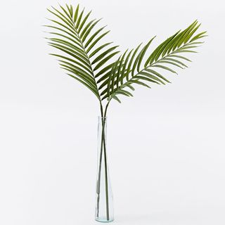 Frunze de plante de palmier