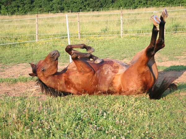 Grass Love Smešni konj