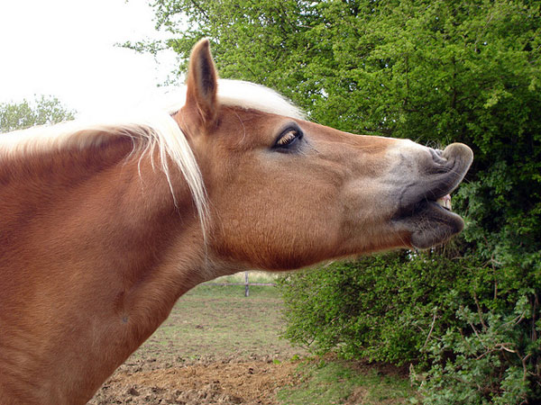 Profil konja