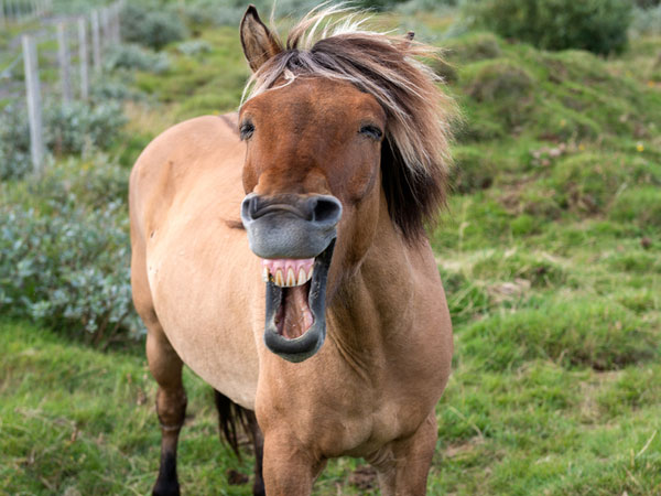Calul fericit