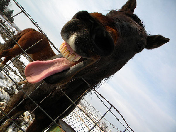 Funny Horse Tongue Out