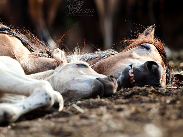 Spalni konji