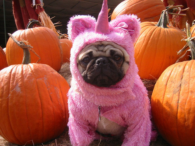 Pink Wrap Funny Pug