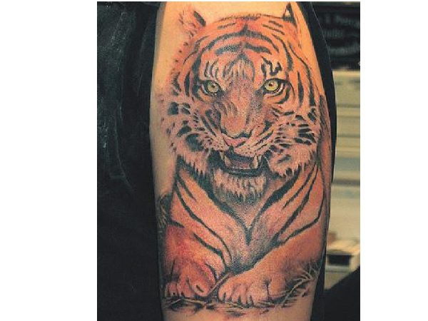 Sedeči tiger z barvno tetovažo
