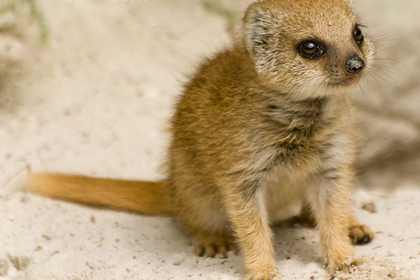Baby Mongoose