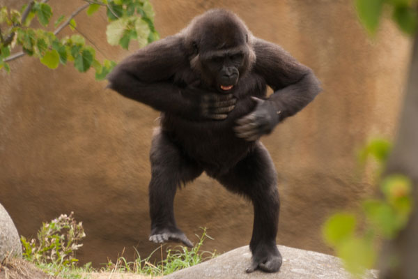 Dancing Baby Gorilla