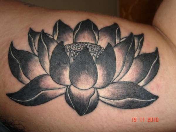 Črni lotos pri roki