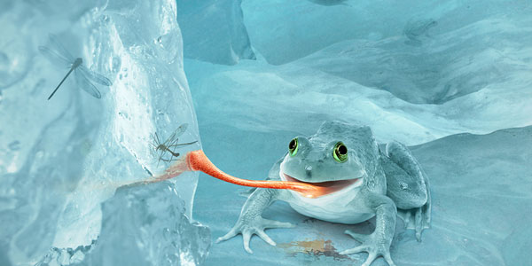Vytvorte fiktívnu arktickú snehovú žabu vo Photoshope