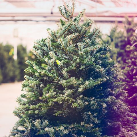 lepa sveže rezana božična drevesca na božični kmetiji