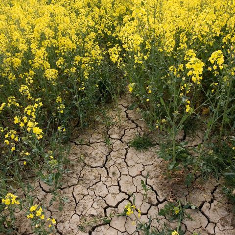 Velika Britanija, 22. april, posušena zemlja polja oljne ogrščice v času suše, Wyck Rissington, Cotswolds, Gloucestershire, Združeno kraljestvo