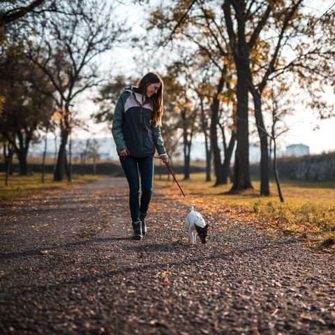 mlada ženska, ki hodi z jack rusell terierjem v javnem parku ob sončnem zahodu
