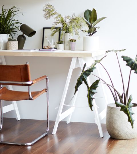 pisarniški prostor, napolnjen s sobnimi rastlinami