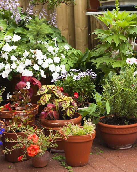 o colecție de plante și flori în ghivece în containere într-o grădină urbană cu gard din lemn și pietre de patio chiar după o ploaie de vară