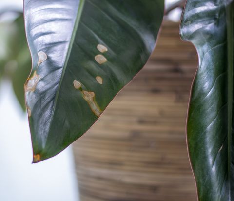 porumenele lise na listih na rastlini za dehidracijo bolne sobne rastline, ki daje premalo vode